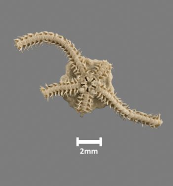 Media type: image;   Invertebrate Zoology OPH-1439 Aspect: ventral